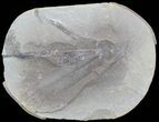 Pecopteris Fern Fossil (Pos/Neg) - Mazon Creek #72424-2